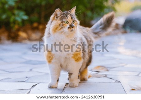 Hairy calico cat playing in college