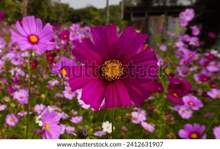 Cosmos flowers in full bloom Royalty-Free Stock Photo #2412631907