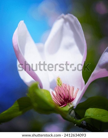 Beautiful Pink Magnolia Flowers on the Blue Sky Background. Spring Floral Image