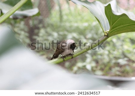 close up of Kutilang or Sooty Headed Bulbul bird perched on a tree branch.