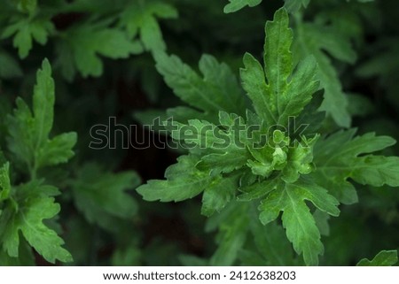 This photo shows a close-up of a green plant. The plant has dark green leaves arranged in rows. The leaves have a slender shape and a pointed tip. The leaf stalks are long and slender. Royalty-Free Stock Photo #2412638203