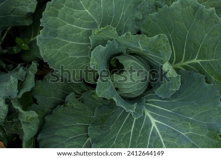 Cabbage tree growing in the garden The cabbage plant has a trunk about 20-30 centimeters tall and has dark green leaves arranged in layers. The leaves have a round-oval shape. The leaf edges are sligh Royalty-Free Stock Photo #2412644149