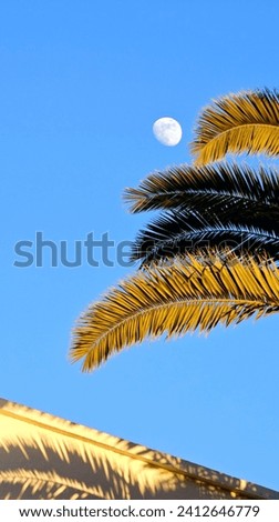 Beautiful moon picture with palm tree