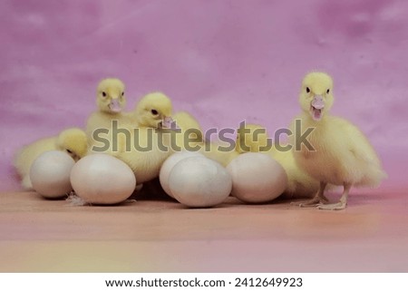 A number of newly hatched baby Muscovy ducks that are cute and adorable. This duck has the scientific name Cairina moschata.