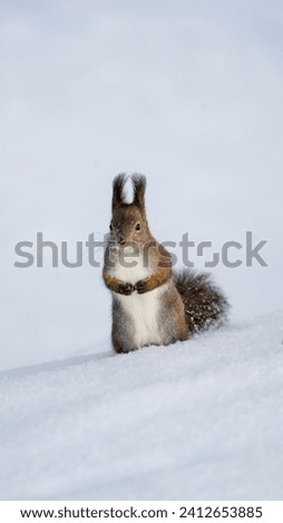 Winter Wonderland: Eurasian Red Squirrel on Yelagin Island's Snowy Retreat