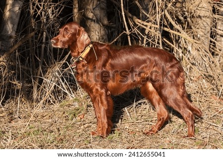 An elegant Irish Setter keeps a focused eye on the hunting ground. Elegant pose at the edge of the forest, ready to hunt. Perfect image for hunters and dog lovers. Royalty-Free Stock Photo #2412655041