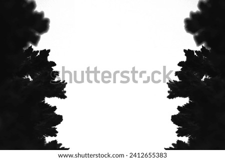 Black silhouette pine branches white background