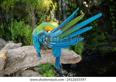 A ring-billed parrot, a macaw, is happily cleaning its own feathers on a log in the forest.