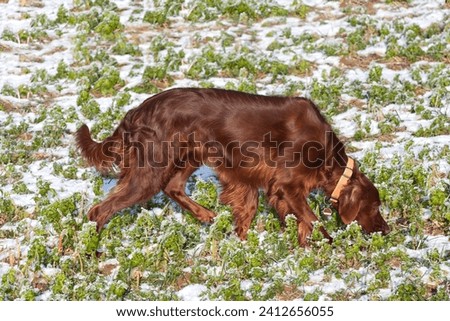 A stunning, gleaming Irish Setter in the early morning light, gracefully tracking in a winter field. Royalty-Free Stock Photo #2412656055