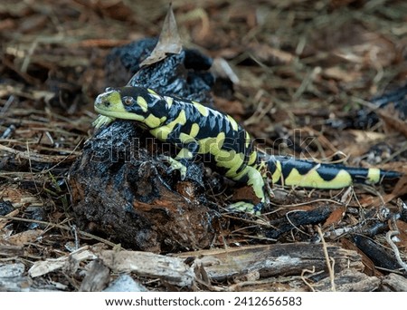 A captive Tiger Salamander, Ambystoma tigrinum, is strikingly patterned in black and yellowish-green. The full-body portrait captures the stout body, moist skin, feet, and tail of this cute amphibian.