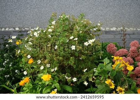 White Potentilla fruticosa 'Abbotswood' blooms in the garden in autumn. Potentilla is a herbaceous flowering plant from the rosaceae family. Berlin, Germany Royalty-Free Stock Photo #2412659595