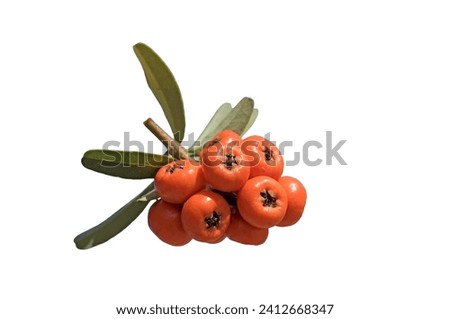 
Berries of the Scarlet Firethorn (Pyracantha coccinea) Royalty-Free Stock Photo #2412668347