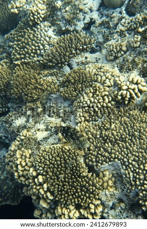 Under water photo of coral reef in Egypt