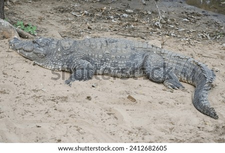 A beautiful picture of a nile crocodile laying in front of a pond, in mahabalipuram, India