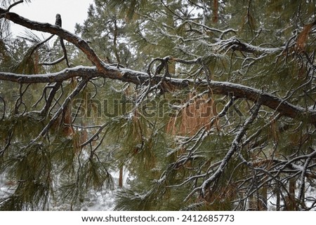 Snow winter trees background scenic