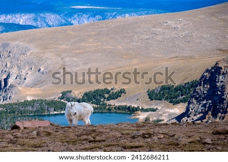 Portrait of a Mountain Goat on the Beartooth Highway.