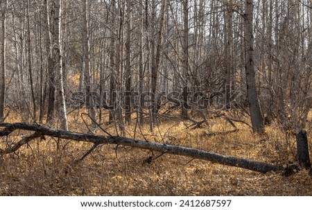 fallen dry tree in a calm autumn sunny forest