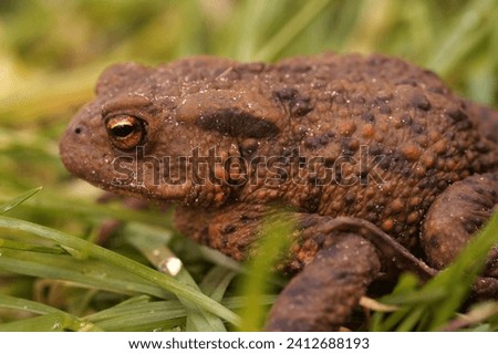 Natural closeup on an adult female Common European toad, Bufo bufo sitting in the grass in the garden