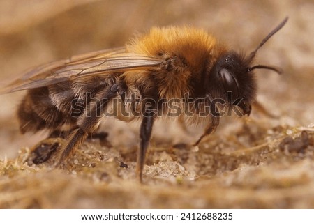 Closeup on a female of the endangered nycthemeral mining bee, Andrena nycthemera on the ground