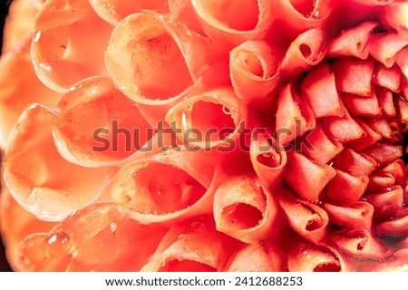 Dahlia flower macro water droplet shot; Shallow depth of field. Colorful chrysanthemum flower macro shot. Summer and spring multi-color floral background Royalty-Free Stock Photo #2412688253