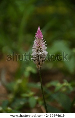 Celosia Argentea, Kurdu, Amaranthaceae, A widespread weed