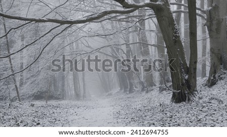 A walk in the Winter Forest