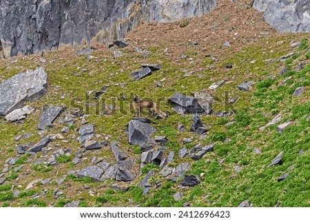 An Arctic Fox Patrolling the High Arctic by Alkefjellet in the Svalbard Islands Royalty-Free Stock Photo #2412696423