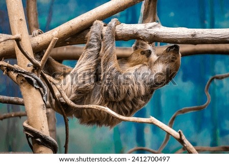 Mom and young Sloth lazy hanging on a branch.
