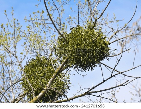 In nature, mistletoe (Viscum album) parasitizes on the tree 