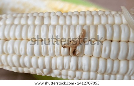 Corn worm diseases - Caterpillar corn borer important pest of corn crop, agricultural problems pest and plant disease concept. The corn inside has a worm that spoils the cob. Royalty-Free Stock Photo #2412707055