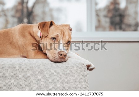 Bored dog lying on chair in front of window on a rainy day. Lonely large puppy dog with sad or depressed look resting in living room. 1 year old female boxer pit bull mix dog, fawn. Selective focus.