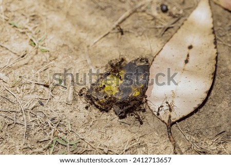 Carpenter ants (Camponotus gibber) large endemic ant indigenous to many forested parts of world. Species endemic to Madagascar. large endemic Madagascar ants eat banana peels Royalty-Free Stock Photo #2412713657