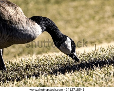 mixed water fowl on land  Royalty-Free Stock Photo #2412718549