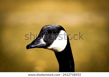mixed water fowl on land  Royalty-Free Stock Photo #2412718553