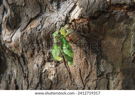 Fresh cicada deploying its wing after hatching Royalty-Free Stock Photo #2412719317