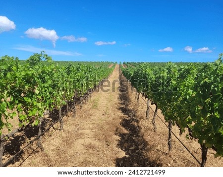 Groot Constantia Vineyards. Warm afternoon light. Colour contrast between sky and vegetation. Royalty-Free Stock Photo #2412721499