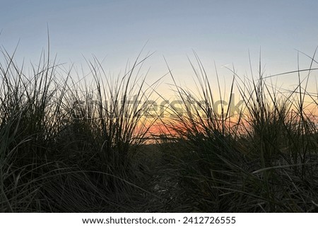 Dune grass in New Buffalo Michigan at sunset