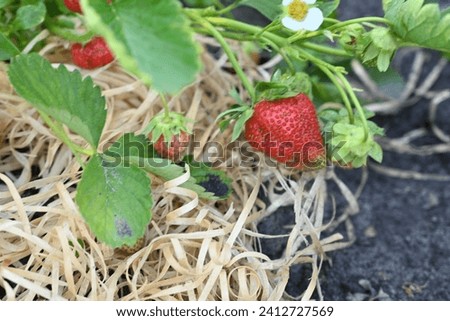 red strawberries in an organic field 