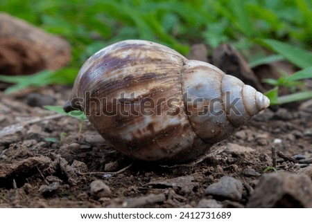 snail shell. A snail is a shelled gastropod. The name is most often applied to land snails, terrestrial pulmonate gastropod molluscs. Royalty-Free Stock Photo #2412731689