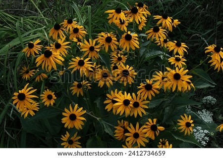 Black Eyed Susan Rudbeckia blooms in the fall Royalty-Free Stock Photo #2412734659