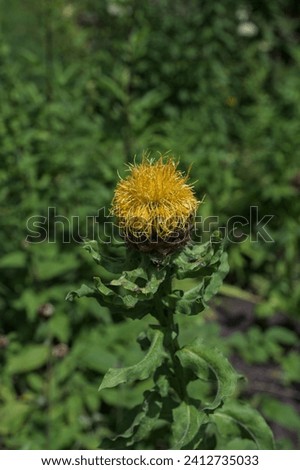 Side view of close up yellow large headed knapweed (Centaurea macrocephala, Asteraceae).yellow flower in garden on sunny day