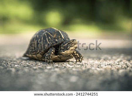 A Small Florida Box Turtle Moving Slowly across the road