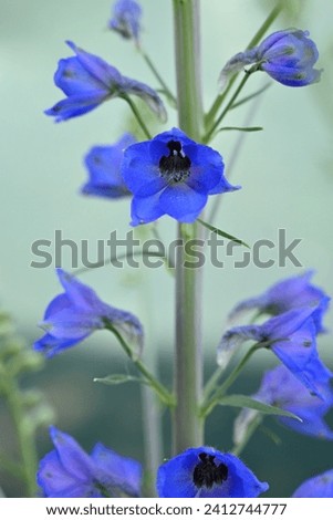 blue delphinium flowers on a green background, delphinium branches in the garden lit by bright sunlight, garden flowers, sunny garden after rain, garden flowers lit by sun after rain