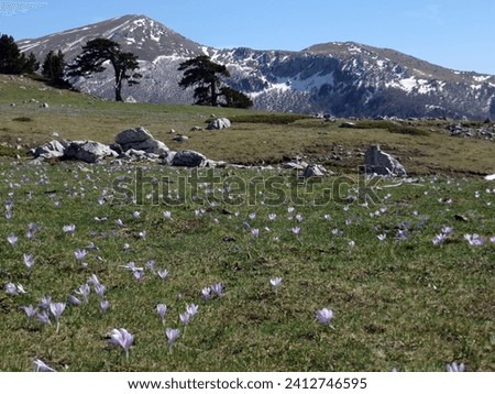 Spring on the Piana del Pollino, towards the Serra Dolcedorme and the Timpa di Valle Piana. Pollino National Park. Royalty-Free Stock Photo #2412746595