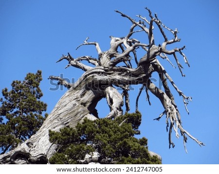 The large, old loricated pine of the southern ridge of the Serra di Crispo (2053 m), extends its twisted branches into the blue sky of the Pollino National Park. Royalty-Free Stock Photo #2412747005
