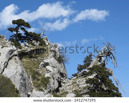Monumental rocks, low juniper bushes and majestic loricated pines along the Southern Ridge of the Serra di Crispo (2053 m). Pollino National Park.

 Royalty-Free Stock Photo #2412747295