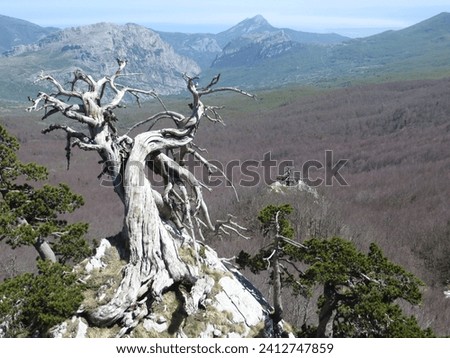 The old and lying Loricato pine of the Southern Crest of the Serra di Crispo (2053 m), projects its twisted branches towards the Upper Raganello Valley and the Fagosa Forest. Pollino National Park.

 Royalty-Free Stock Photo #2412747859
