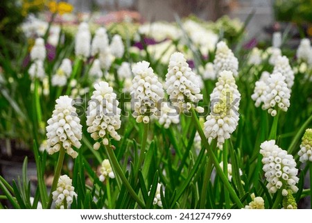 Muscari aucheri White magic ( Grape Hyacinth ). Spring flowers Royalty-Free Stock Photo #2412747969