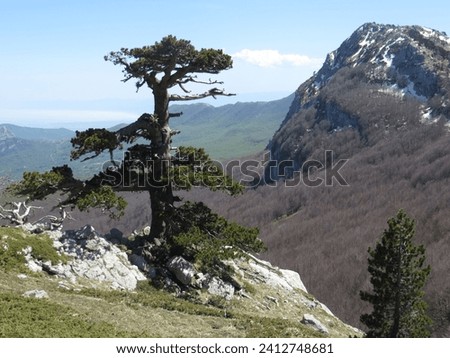 “Pollineo”, the elegant loricated pine along the southern ridge of the Serra di Crispo (2053 m), with the steep northern slope of the Serra delle Ciavole (2130 m). Pollino National Park.

 Royalty-Free Stock Photo #2412748681