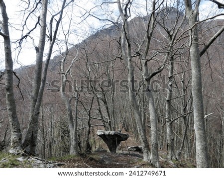 The "Tavola dei Briganti", a spectacular monolith of limestone rock about two meters high, stands at the foot of Montea (1825 m), in the municipality of Sant'Agata d'Esaro, in the Pollino National Par Royalty-Free Stock Photo #2412749671
